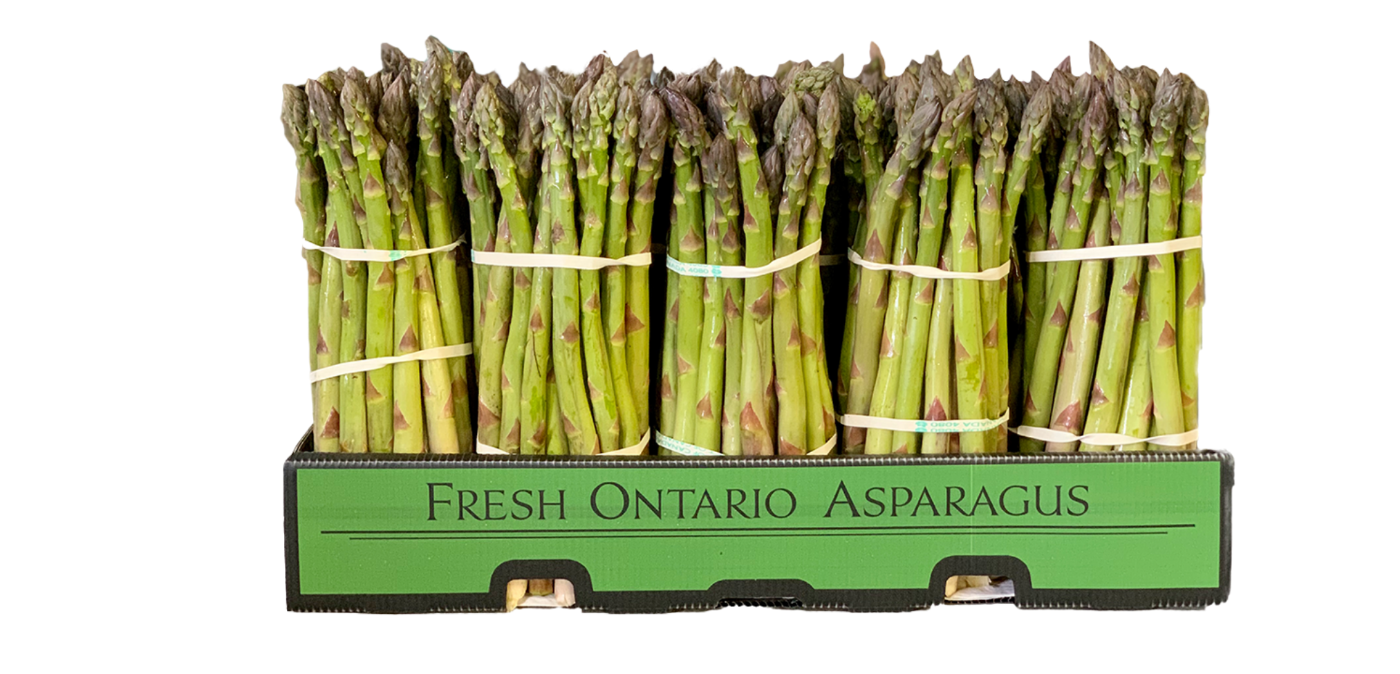 fresh Ontario asparagus